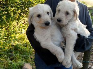 Gorgeous F1 Standard Labradoodle Puppies FOR SALE ADOPTION