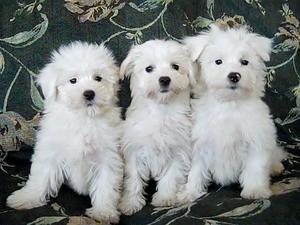 Kc Registered Havenese Puppies FOR SALE ADOPTION