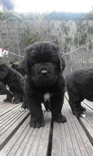 Newfoundland Puppies For Sale FOR SALE ADOPTION
