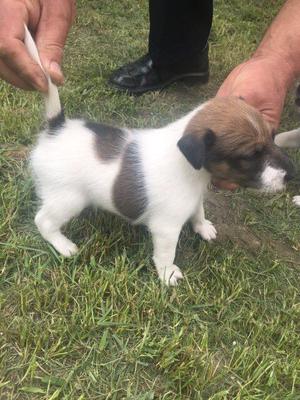 Smooth Fox Terrier Puppies lovely FOR SALE ADOPTION