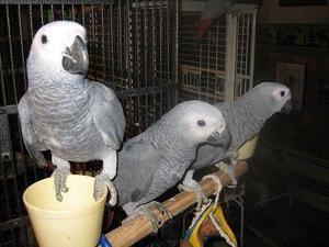 congo african greys now ready for adoption FOR SALE ADOPTION