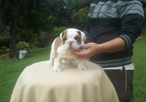 English bulldog puppies for sale FOR SALE ADOPTION