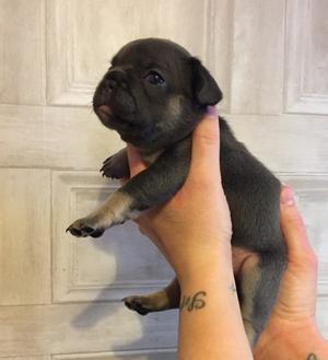 7 Blue Tan Blue Fawn Sable French Bulldogs FOR SALE ADOPTION