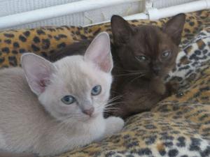 Beautiful Burmese Kittens FOR SALE ADOPTION
