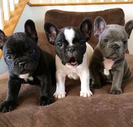 French Bulldog Puppies looking ready to go now FOR SALE ADOPTION