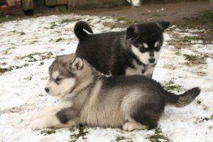 Gorgeous Alaskan Malamute puppies ready to pets loving homes FOR SALE ADOPTION