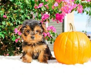Pure Yorkie Puppies available now FOR SALE ADOPTION