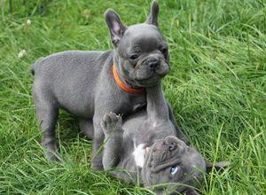 Smart Blue French Bulldog Puppies available now FOR SALE ADOPTION