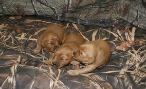 Amazing Golden Retriever Puppies FOR SALE ADOPTION