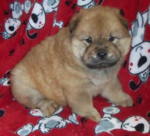Handsome Male Chow Chow Puppy FOR SALE ADOPTION