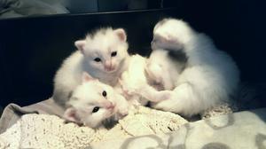 Stunning White Kittens Turkish Angora Kittens FOR SALE ADOPTION