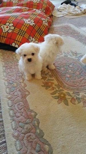 100 Pure bred Maltese pups available now FOR SALE ADOPTION