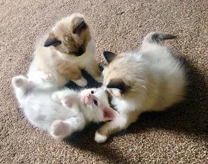 Gorgeous Ragdoll Kittens for forever home FOR SALE ADOPTION