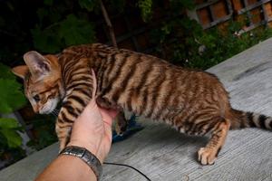 Stunning Toyger kittens available now FOR SALE ADOPTION
