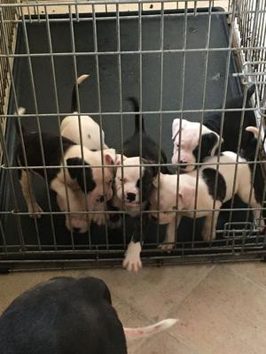 American Bulldog puppies ready to go FOR SALE ADOPTION