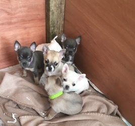 Chihuahua Puppies Ready Now FOR SALE ADOPTION