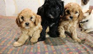 Gorgeous Cavoodle babies ready now FOR SALE ADOPTION