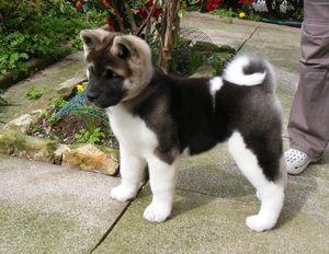 Lovely Akita puppies FOR SALE ADOPTION