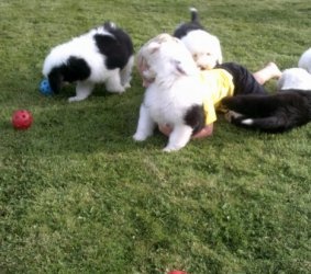Male and Female Old English Sheepdog Puppies for caring homes FOR SALE ADOPTION