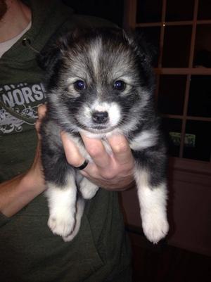 Pomsky Puppies ready now FOR SALE ADOPTION