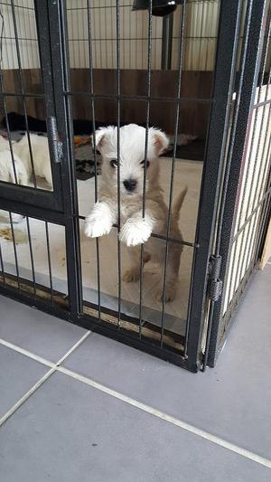Quality West Highland Terrier Puppies FOR SALE ADOPTION