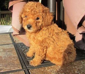 Toy Poodle Puppy with Champion Blood lines FOR SALE ADOPTION