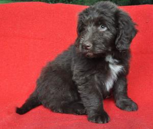 Bearded Collie Puppies For Sale FOR SALE ADOPTION