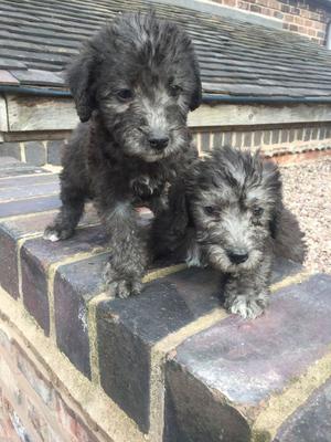 Bedlington Terrier Puppies FOR SALE ADOPTION