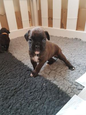Boxer Puppies FOR SALE ADOPTION
