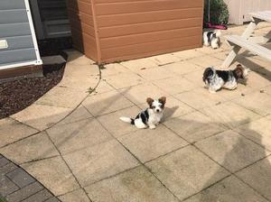 Quality Biewer Terrier Puppies FOR SALE ADOPTION