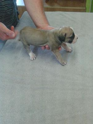 South African Boerboel Pups FOR SALE ADOPTION