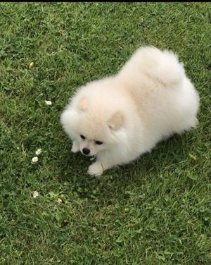 Affectionate Pomeranian Available FOR SALE ADOPTION
