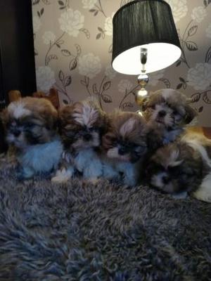 BEAUTIFUL SHIH TZU PUPPIES READY NOW FOR SALE ADOPTION