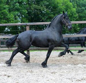 Beautiful Friesian Horse stallion FOR SALE ADOPTION