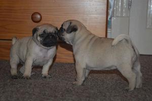 Beautiful Pug Puppies For FOR SALE ADOPTION