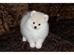 Gorgeous rehoming Pomeranian Puppies FOR SALE ADOPTION