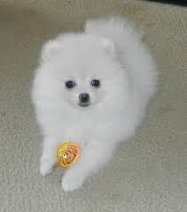 Healthy Home Pomeranian pups available FOR SALE ADOPTION