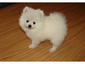 Lovely Pomeranian Puppies FOR SALE ADOPTION