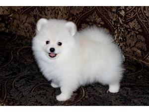 Lovely Pomeranian Puppies for adoption FOR SALE ADOPTION