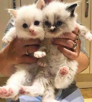 Ragdoll kittens ready to go to their new lovely home FOR SALE ADOPTION
