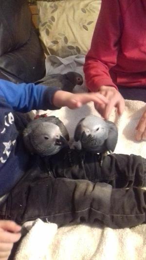 Super Tame Baby African Greys for adoption FOR SALE ADOPTION
