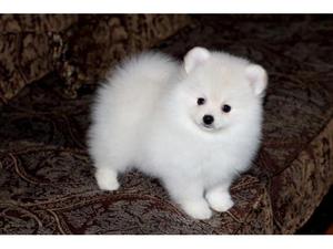 Two Awesome Pomeranian Puppies FOR SALE ADOPTION