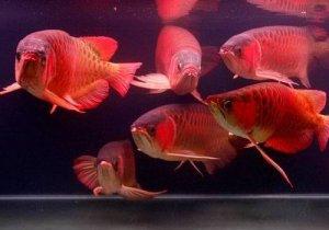 A Reliable And Guaranteed Source Of Arowana Fishes available at a discount price FOR SALE ADOPTION