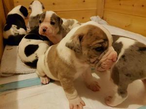 Alapaha Blue Blood Bulldogs Puppies Co Durham FOR SALE ADOPTION