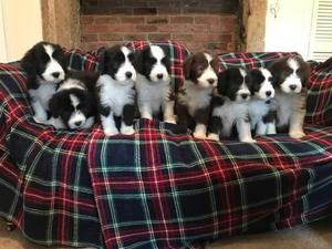 Bearded Collie Puppy FOR SALE ADOPTION