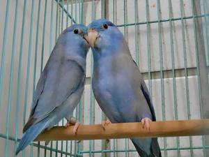 Beautiful Baby Celestial Parrotlets FOR SALE ADOPTION
