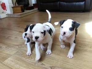 Bully American Bulldog Pups 3 Girls Available FOR SALE ADOPTION