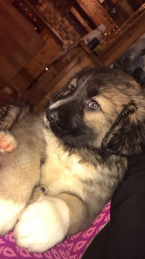 Caucasian Puppies With Excellent Pedigree FOR SALE ADOPTION