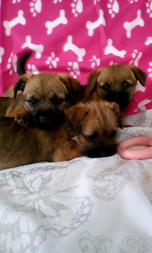 Chunky Border Terrier Puppies FOR SALE ADOPTION
