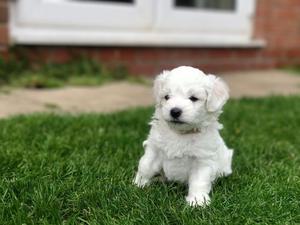 Kc Registered Top Quality Bolognese Puppies FOR SALE ADOPTION